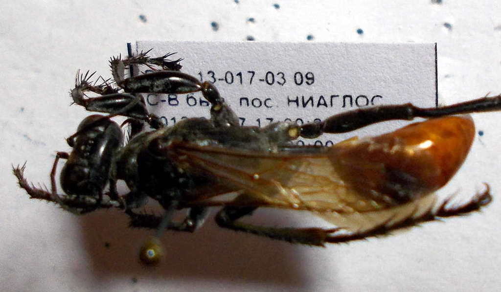 Palmodes melanarius