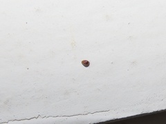 Clambidae
