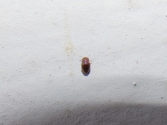 Clambidae