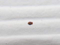 Clambidae