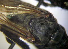 Palmodes melanarius