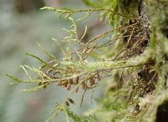 Cryphaea tenella