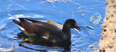 Gallinula galeata