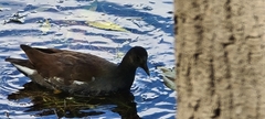 Gallinula galeata