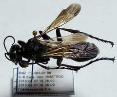 Palmodes occitanicus