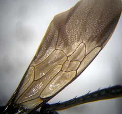 Palmodes occitanicus