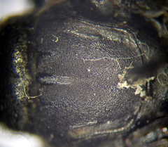 Palmodes occitanicus