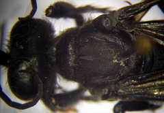 Palmodes occitanicus