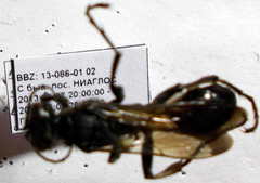 Palmodes occitanicus