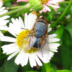 Calliphora augur