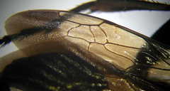 Palmodes occitanicus