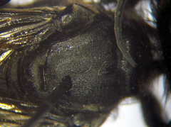 Palmodes occitanicus