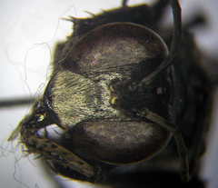 Palmodes occitanicus