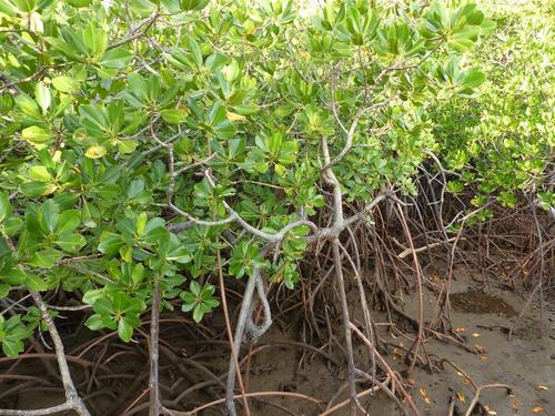 spotted mangrove