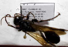 Palmodes occitanicus