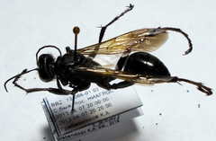 Palmodes occitanicus