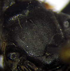 Palmodes occitanicus