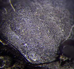 Palmodes occitanicus