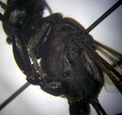 Palmodes occitanicus