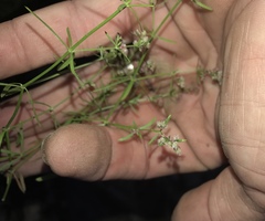 Galium wrightii