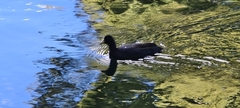 Fulica americana