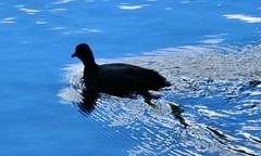 Fulica americana