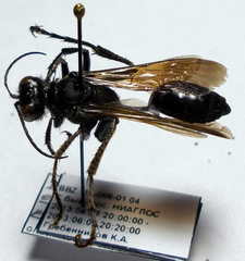 Palmodes occitanicus