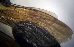 Palmodes occitanicus