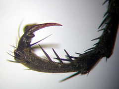 Palmodes occitanicus