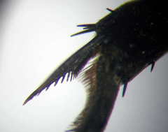 Palmodes occitanicus