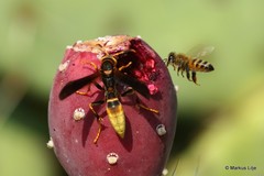 Polistes comanchus navajoe