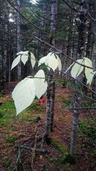 Euonymus macropterus
