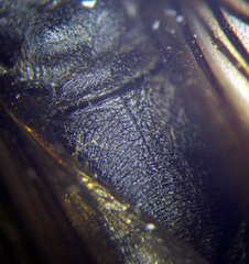 Palmodes occitanicus