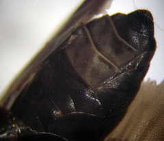 Palmodes occitanicus