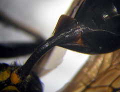 Palmodes occitanicus