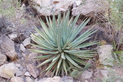 Agave utahensis