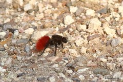 Dasymutilla magnifica