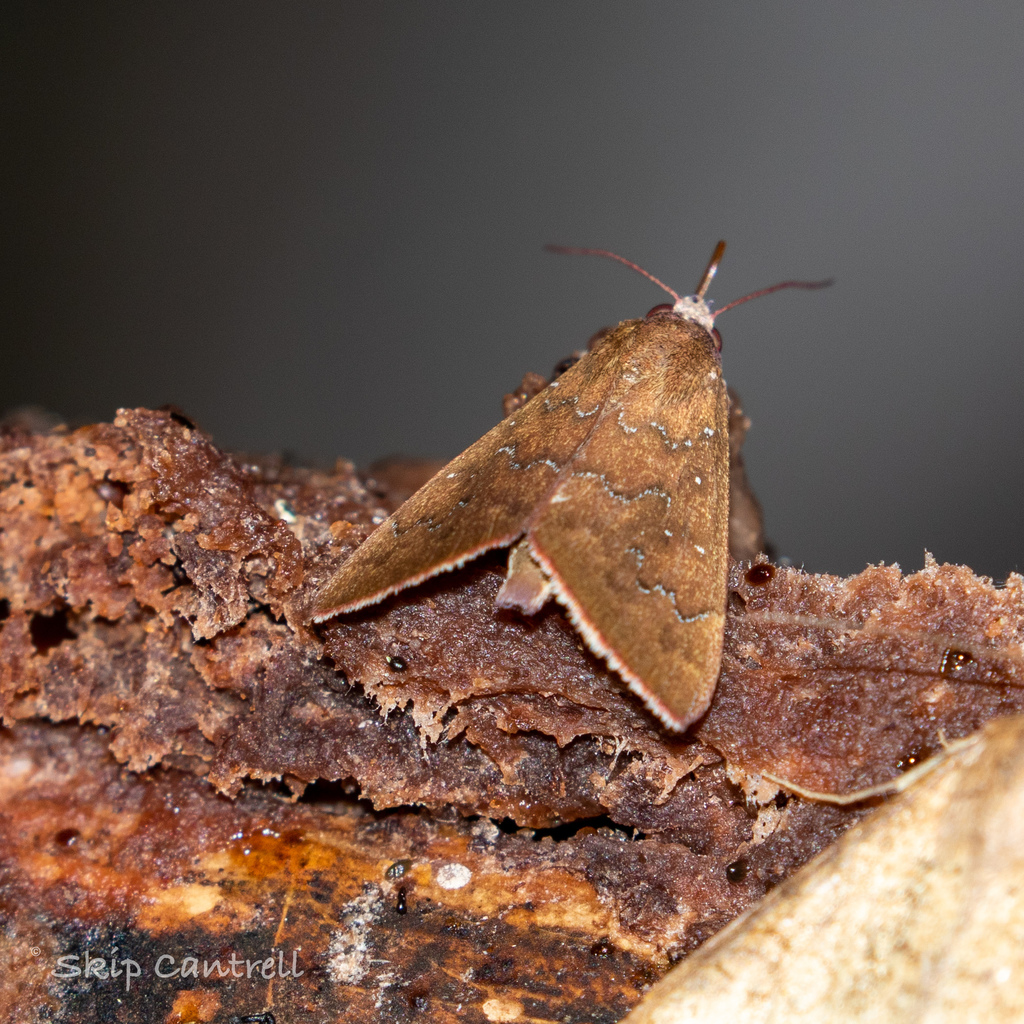 Okra Leafworm Moth