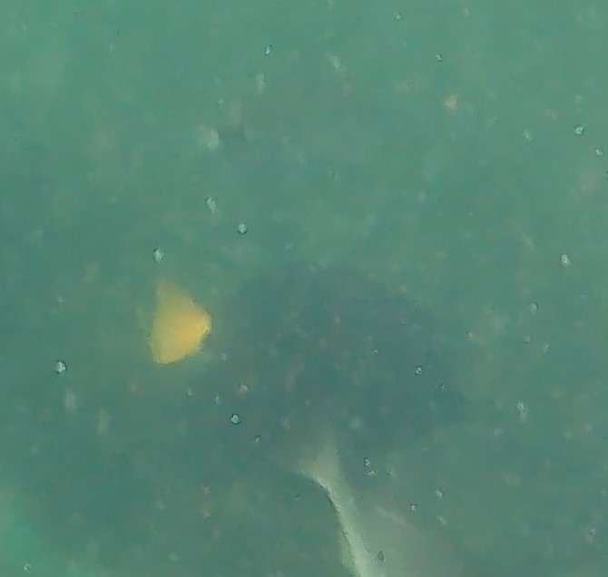 Photo of Yellowtail tang (Zebrasoma xanthurum)