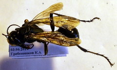 Palmodes occitanicus