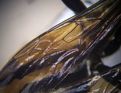 Palmodes occitanicus