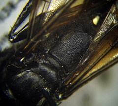 Palmodes occitanicus