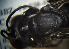 Palmodes occitanicus