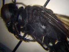 Palmodes occitanicus