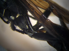 Palmodes occitanicus