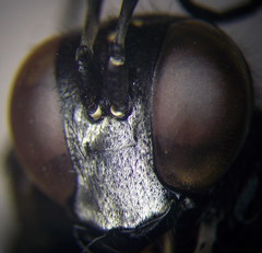 Palmodes occitanicus