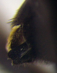 Palmodes occitanicus