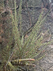 Adenostoma fasciculatum