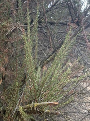 Adenostoma fasciculatum