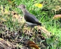 Actitis macularius